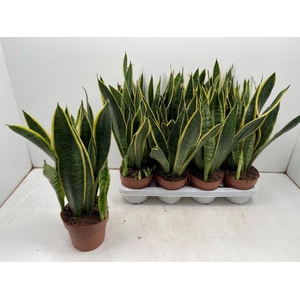 Sansevieria tri. Laurentii 14Ø 50cm