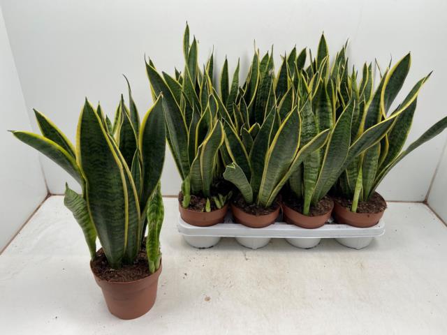 Sansevieria tri. Laurentii 14Ø 50cm