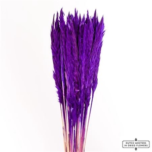 Dried Fluffy Pampas Purple Bunch