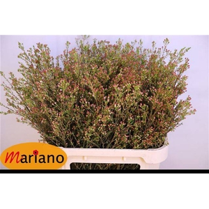 Chamelaucium blondie