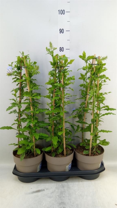 <h4>Plumbago auriculata</h4>