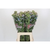 Oxypetalum Tweedia Blue