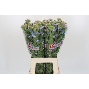 Oxypetalum Tweedia Blue