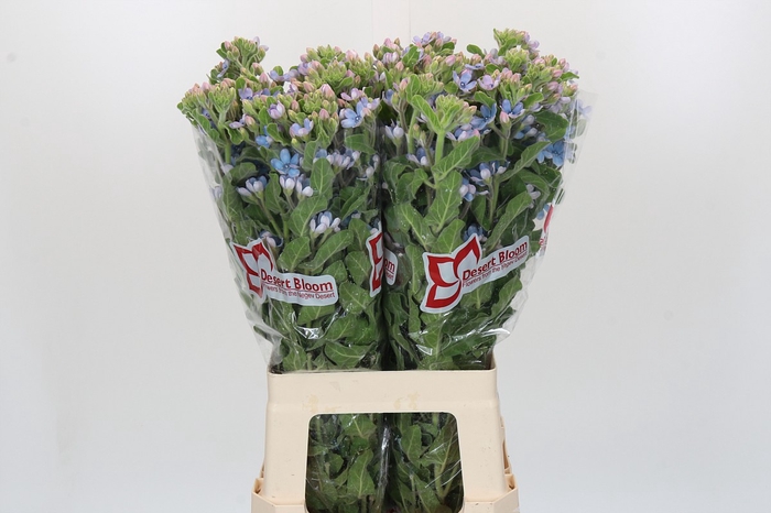 Oxypetalum Tweedia Blue