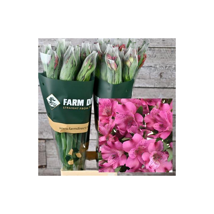 <h4>Alstro Dark Pink 70gr</h4>