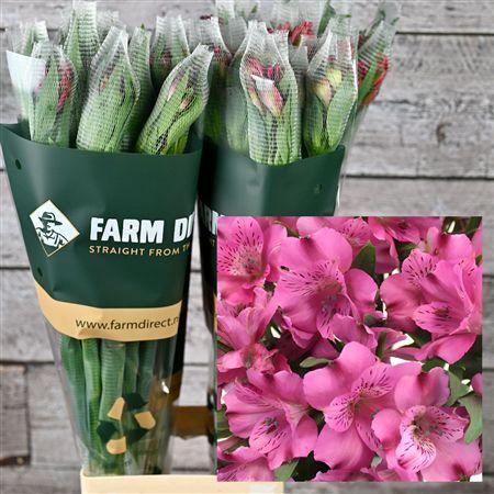 <h4>Alstro Dark Pink 70gr</h4>