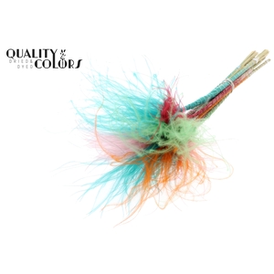 Stypha Penata 10 tufts per bunch Colourful Summer Sorbet