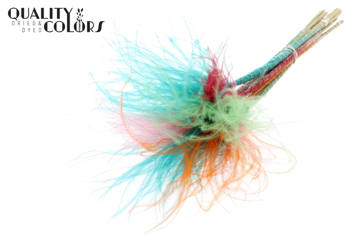 Stypha Penata 10 tufts per bunch Colourful Summer Sorbet