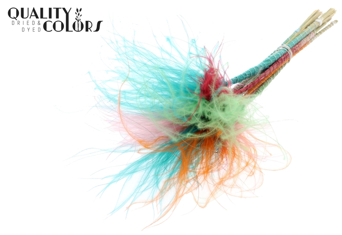 Stypha Penata 10 tufts per bunch Colourful Summer Sorbet