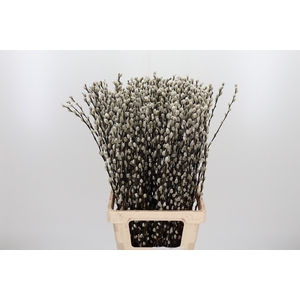 Salix Ca Snow Flake