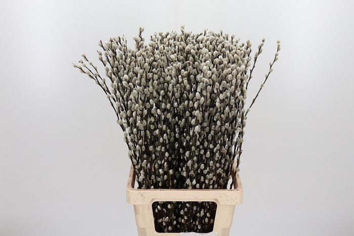 Salix Ca Snow Flake