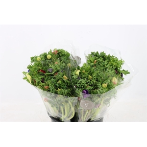 Anem Co Jerusal Mixed