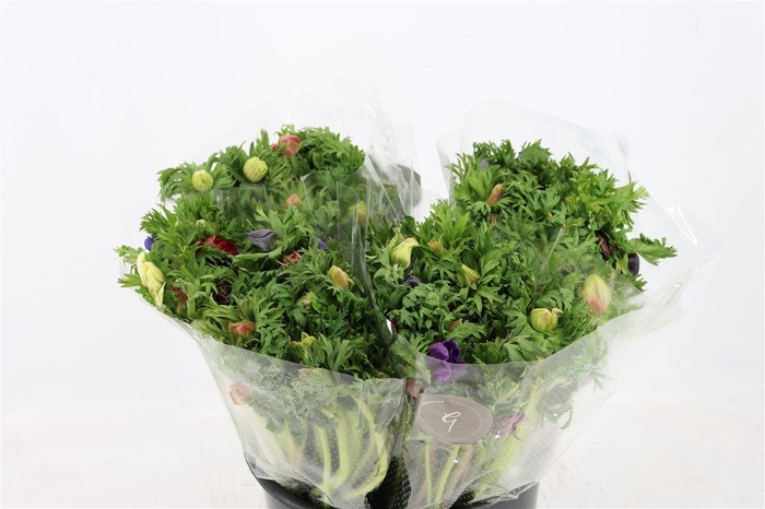 <h4>Anem Co Jerusal Mixed</h4>