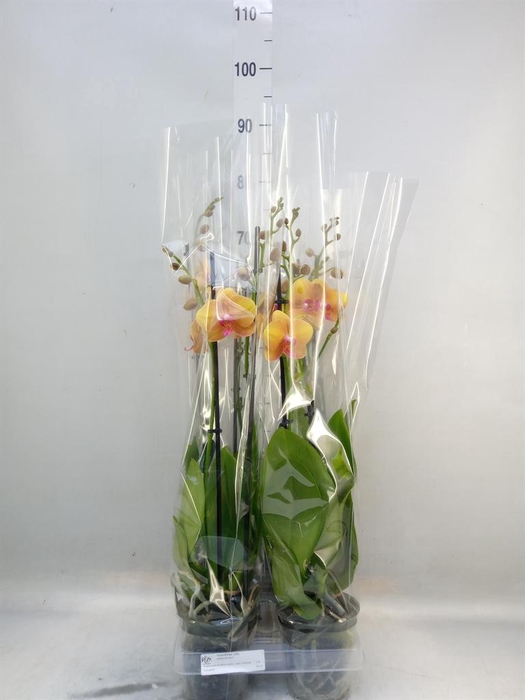 <h4>Phalaenopsis 'Buddha'</h4>