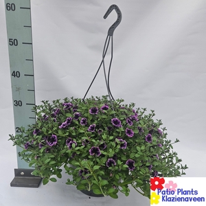 OVERIGE HANGPLANTEN