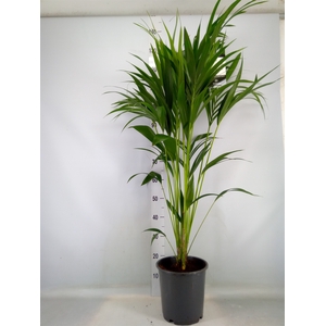 Howea forsteriana