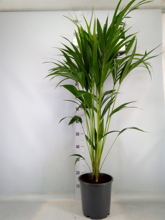 <h4>Howea forsteriana</h4>