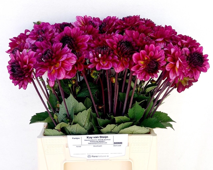 <h4>DAHL MUCHACHA</h4>