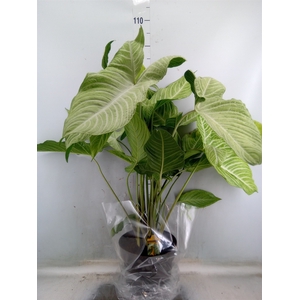 Alocasia   ...