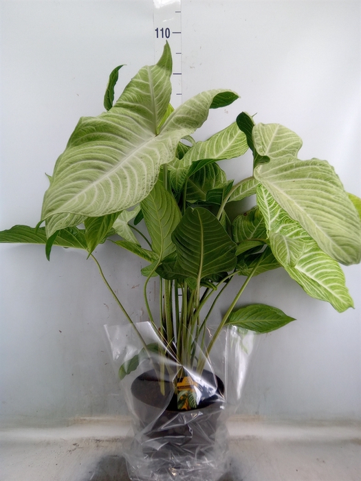 <h4>Alocasia   ...</h4>