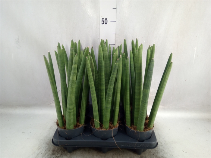 <h4>Sansevieria cyl.  ...</h4>