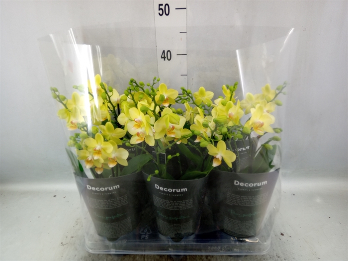 <h4>Phalaenopsis multi. 'Ant Albenga'</h4>