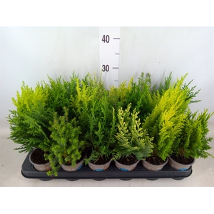 Conifers   ...mix