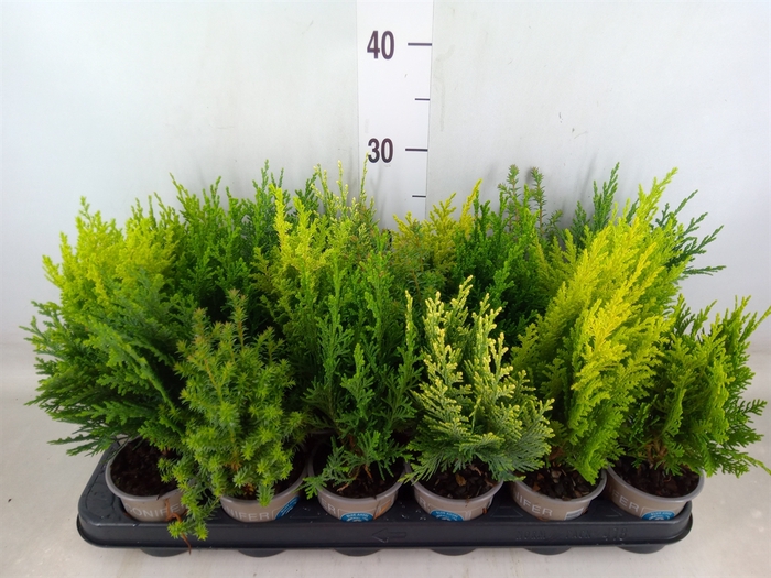 <h4>Conifers   ...mix</h4>
