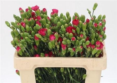 <h4>Di Tr Picasso</h4>