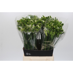 Ornithogalum Thyrsoides