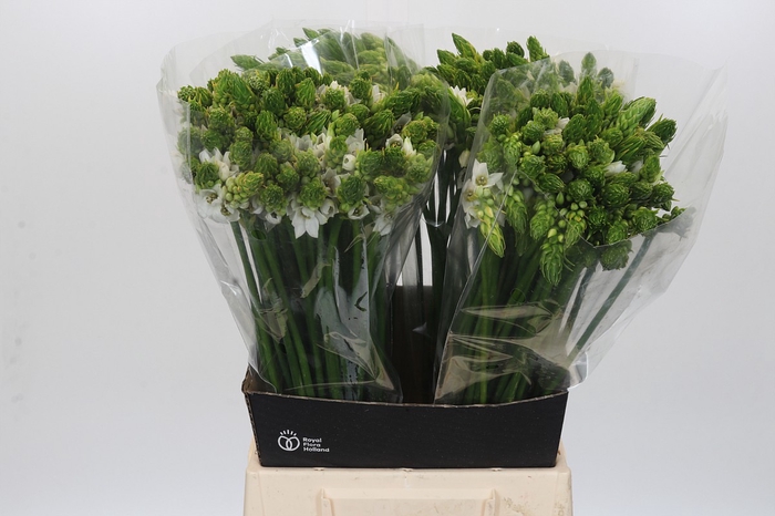 <h4>Ornithogalum Thyrsoides</h4>