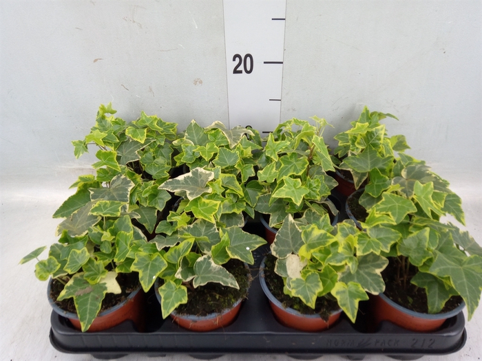 <h4>Hedera helix 'Goldchild'</h4>