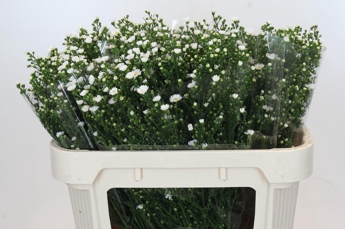 <h4>Aster Paquita</h4>