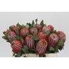 Banksia Coccinea