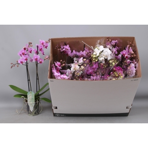 PHAL MF GEM 8 KL