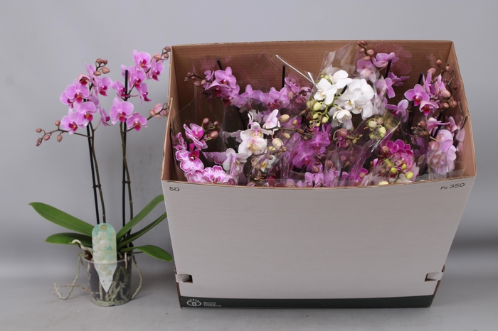 <h4>PHAL MF GEM 8 KL</h4>