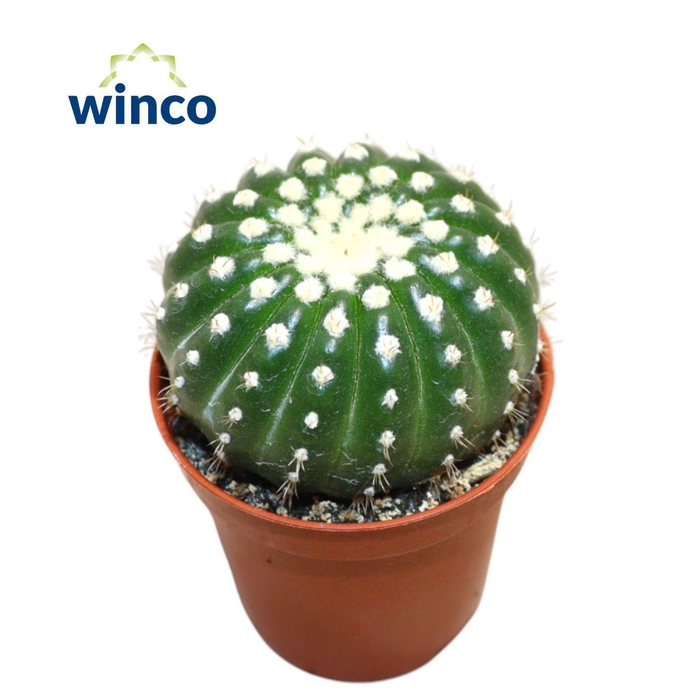 <h4>Notocactus Uebelmaniana Inermis</h4>