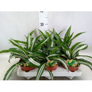 Dracaena fr de 'White Green'