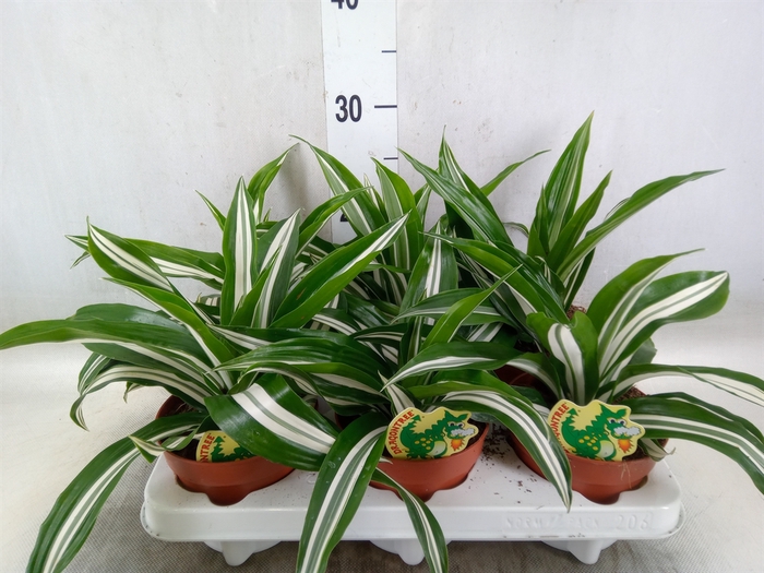 <h4>Dracaena fr de 'White Green'</h4>
