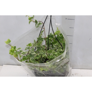 HEDERA VARIEGATA C21