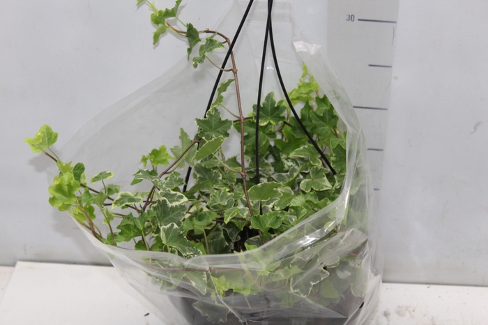 <h4>HEDERA VARIEGATA C21</h4>