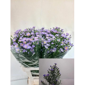 ASTER CASSANDRA AST CASSANDRA