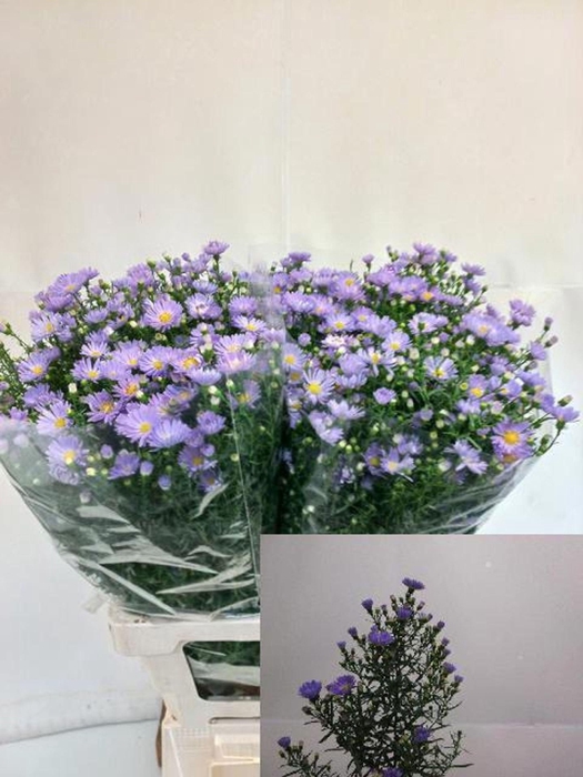 <h4>ASTER CASSANDRA AST CASSANDRA</h4>