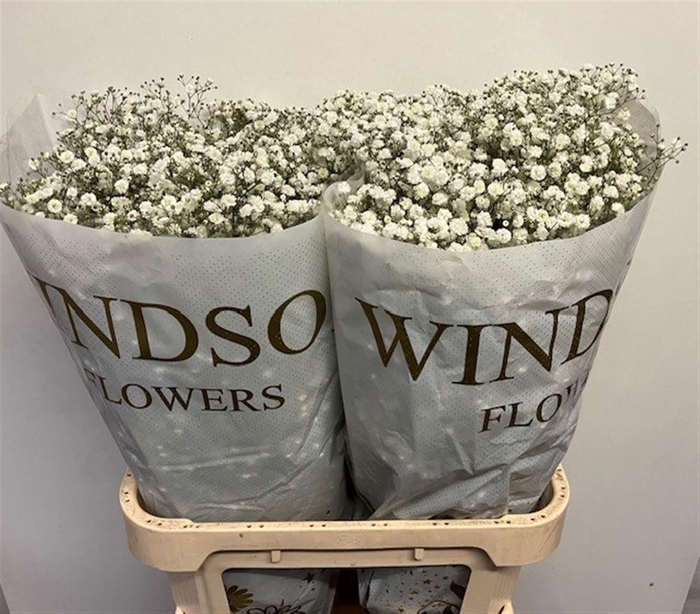 <h4>Gyps Pa Xlence</h4>