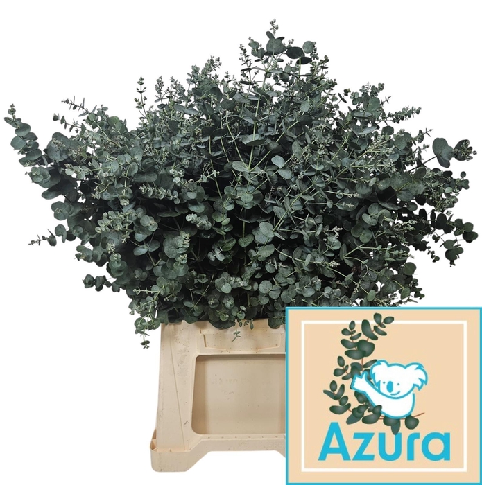 <h4>EUCA GU AZURA</h4>