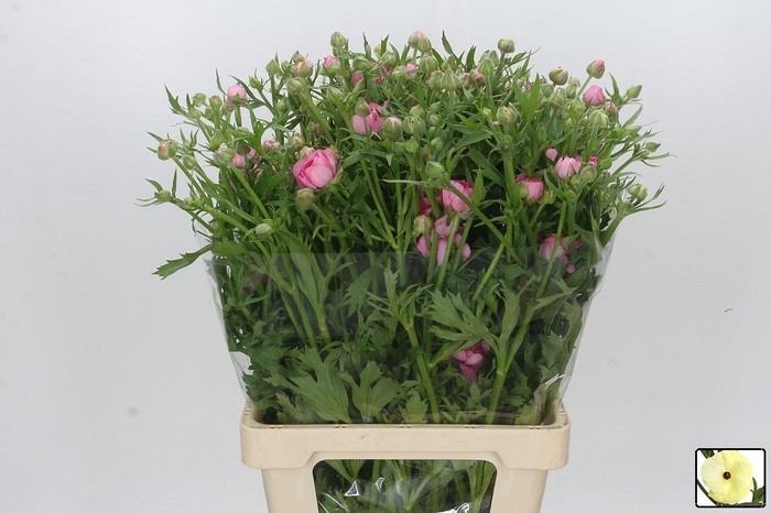 <h4>RAN N MODERNA DOLCE</h4>