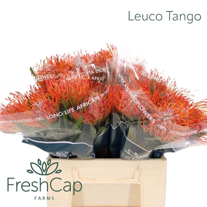<h4>Leuco Co Tango</h4>