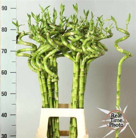 <h4>Drac Lucky Bamboo</h4>