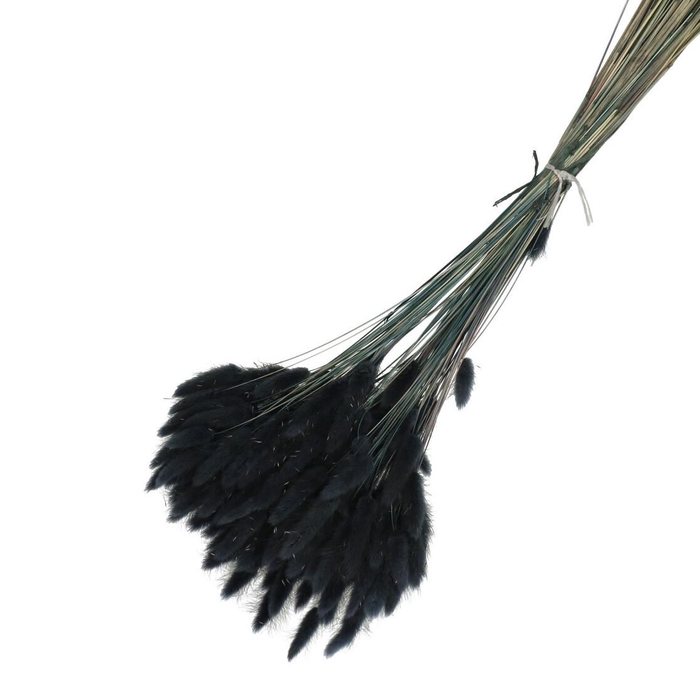 Droogbloem Lagurus 65cm 100g