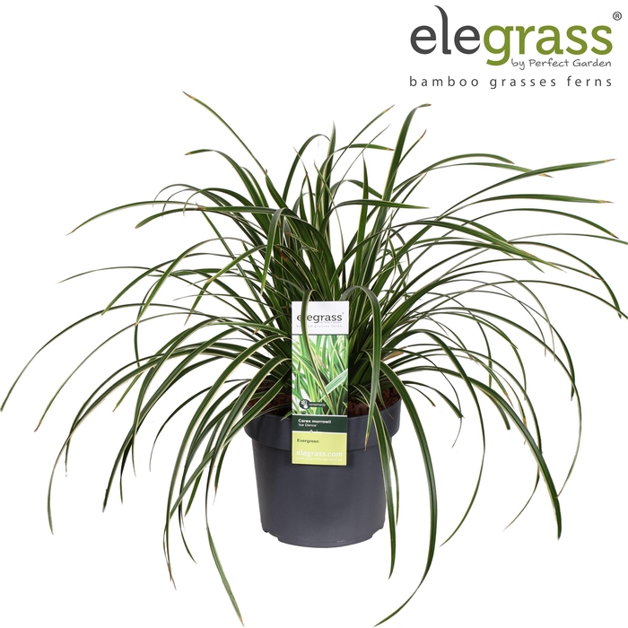 <h4>Carex morrowii 'Ice Dance' P19</h4>